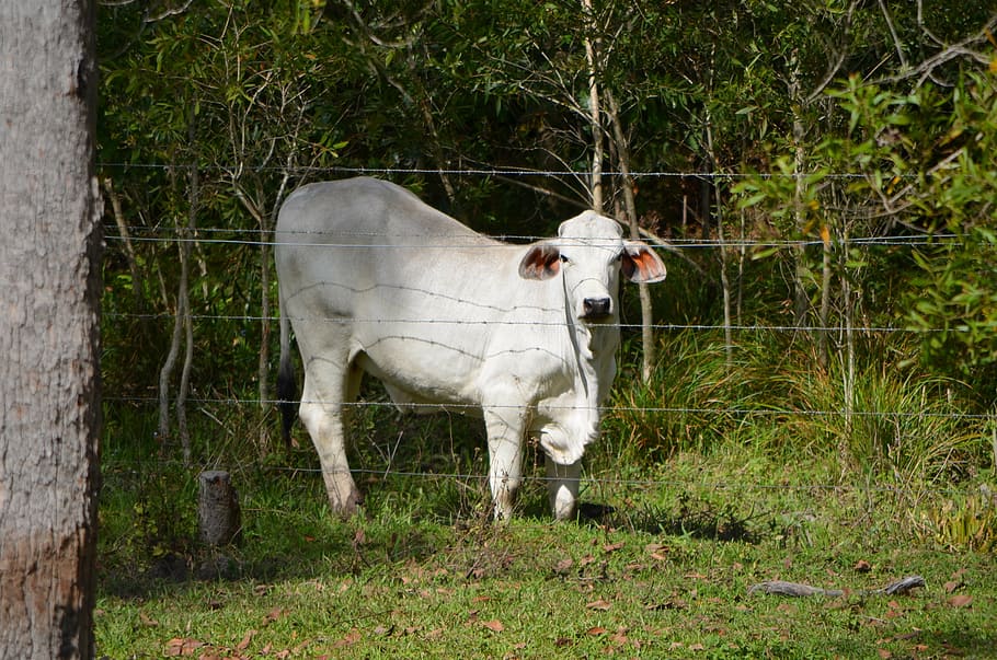 steer, cattle, cow, rural, steers, meat, beef, white, fence HD wallpaper