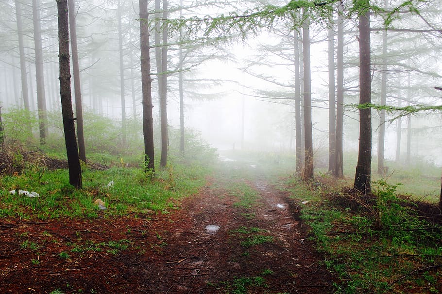 trees in foggy weather during daytime, pathway between trees with fogs HD wallpaper