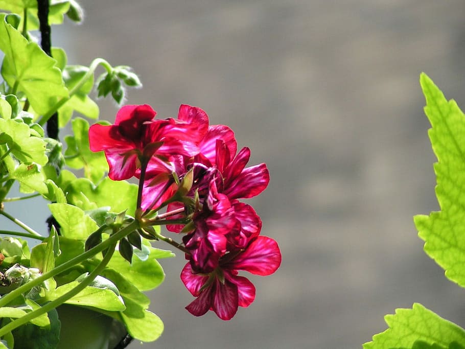 Geranium, Flower, Blossom, Vining, red, plant, garden, floral HD wallpaper