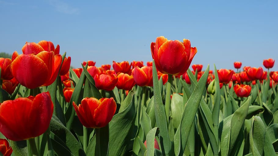 tulips, bulbs, spring, holland, tulip fields, flower, netherlands HD wallpaper