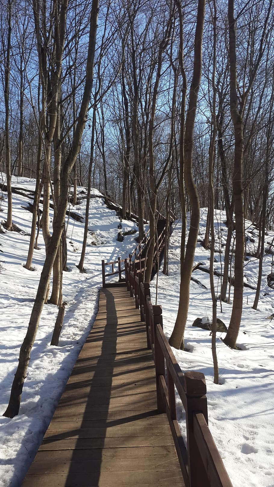 park, trees, winter, nature, city park, snow, frost, stroll HD wallpaper