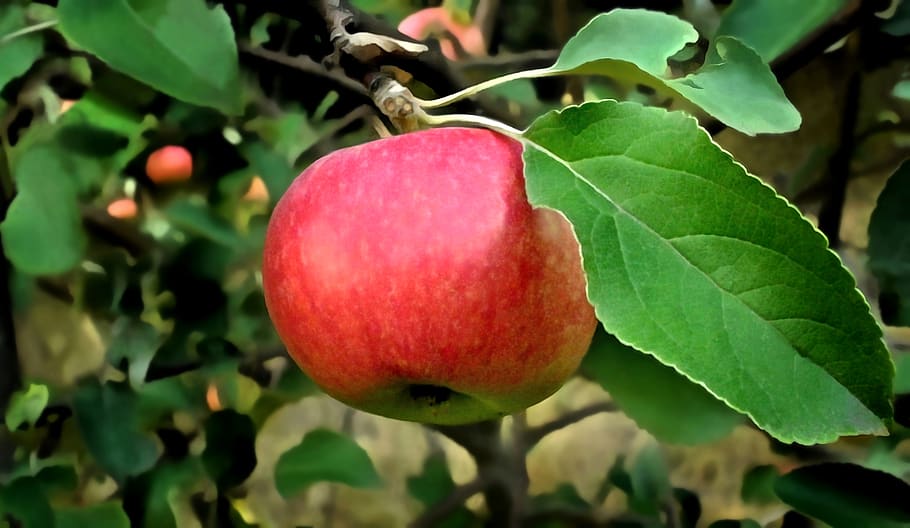 apple, tree, fruit, nature, trees, apple tree, vitamins, harvest HD wallpaper