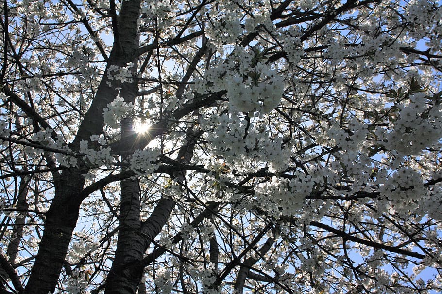 cherry blossom, flora, spring, white, cherry tree, fresh, flowers HD wallpaper