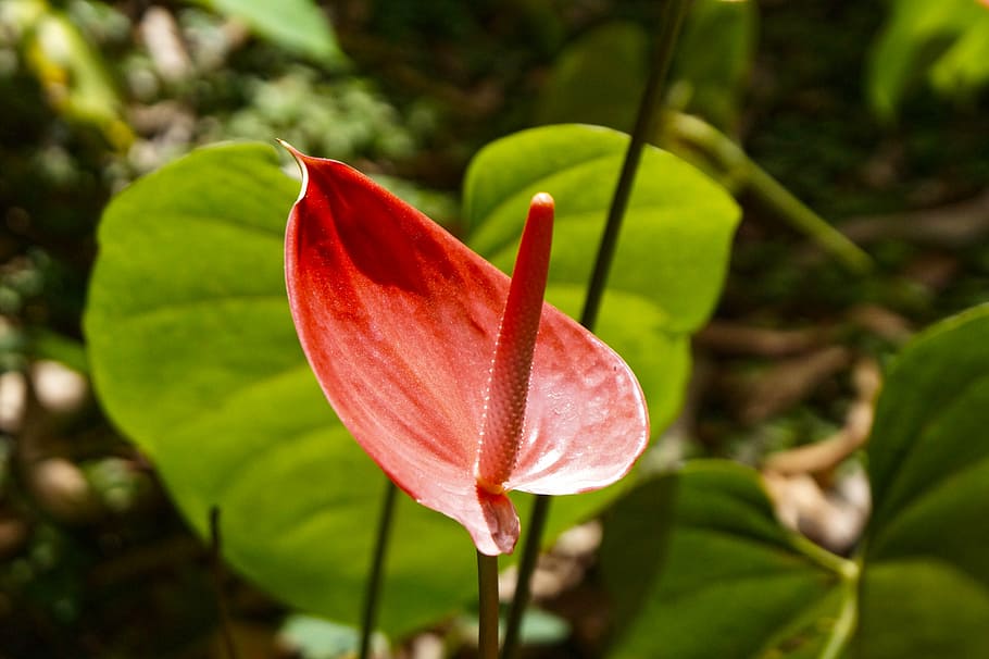 flower, stem, rosa, leaf, nature, el salvador, plant, beauty in nature HD wallpaper