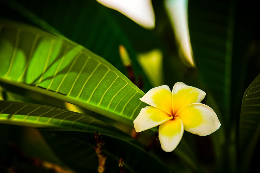 Macro, Flower, green, leaf, frangipani, green color, nature HD wallpaper