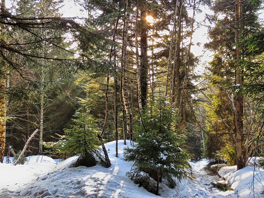 Forest, Winter, Tree, Snow, Nature, spruce, poland, cold temperature HD wallpaper