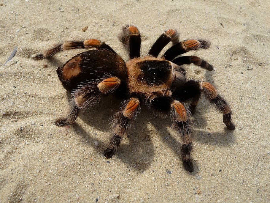 Tarantula, Brachypelma, red knee poisonous, mexican red knee poisonous, HD wallpaper