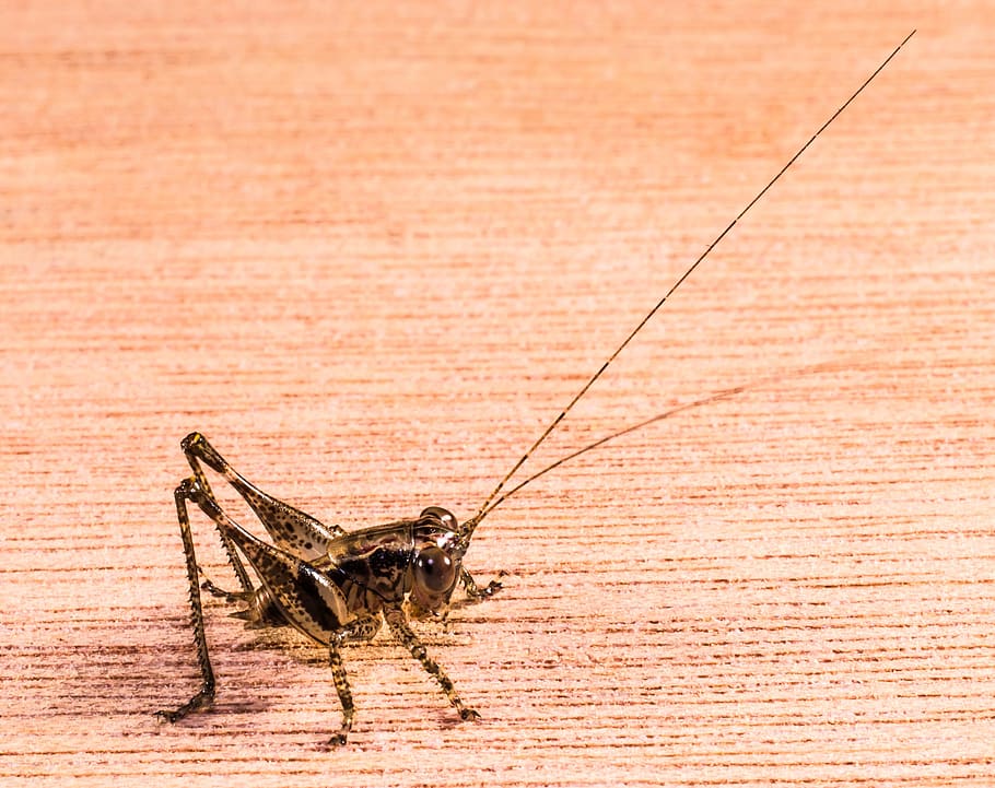 grasshopper, viridissima, insect, close, animal, animal themes HD wallpaper