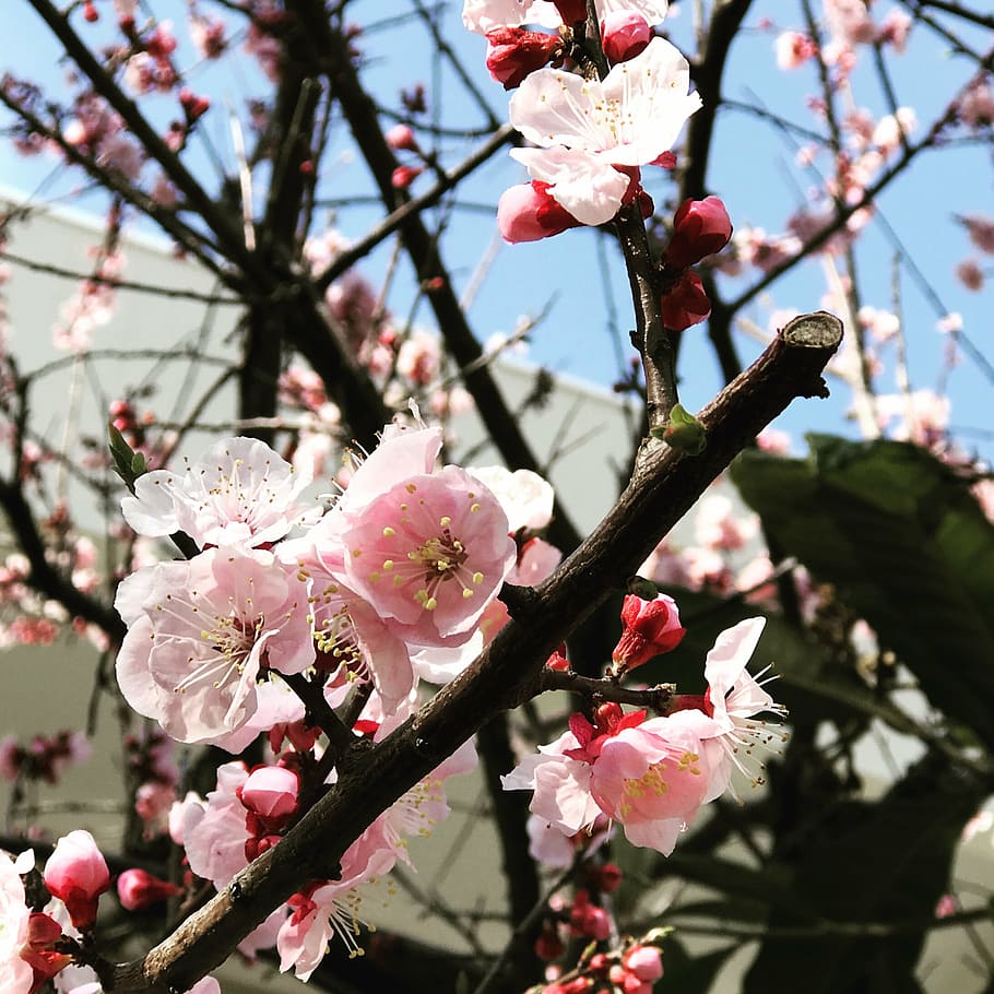 pretty, sakura, blooming, flower, flowering plant, freshness HD wallpaper