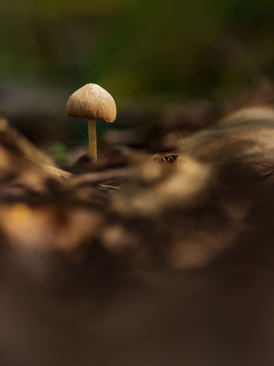 fungus, nature, only, forest, magic, fall, plants, mushroom HD wallpaper
