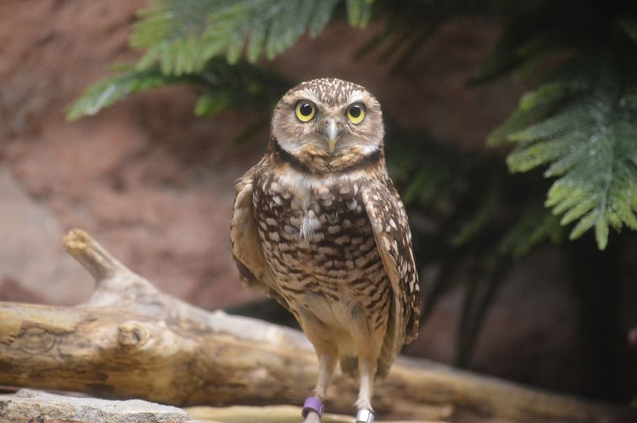 Owl, Speckled, Wings, Feather, Hunter, eyes, spotted, nocturnal HD wallpaper