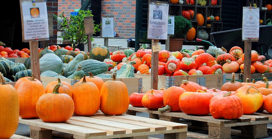 pumpkin, pumpkins, helloween, vegetables, autumn decoration HD wallpaper
