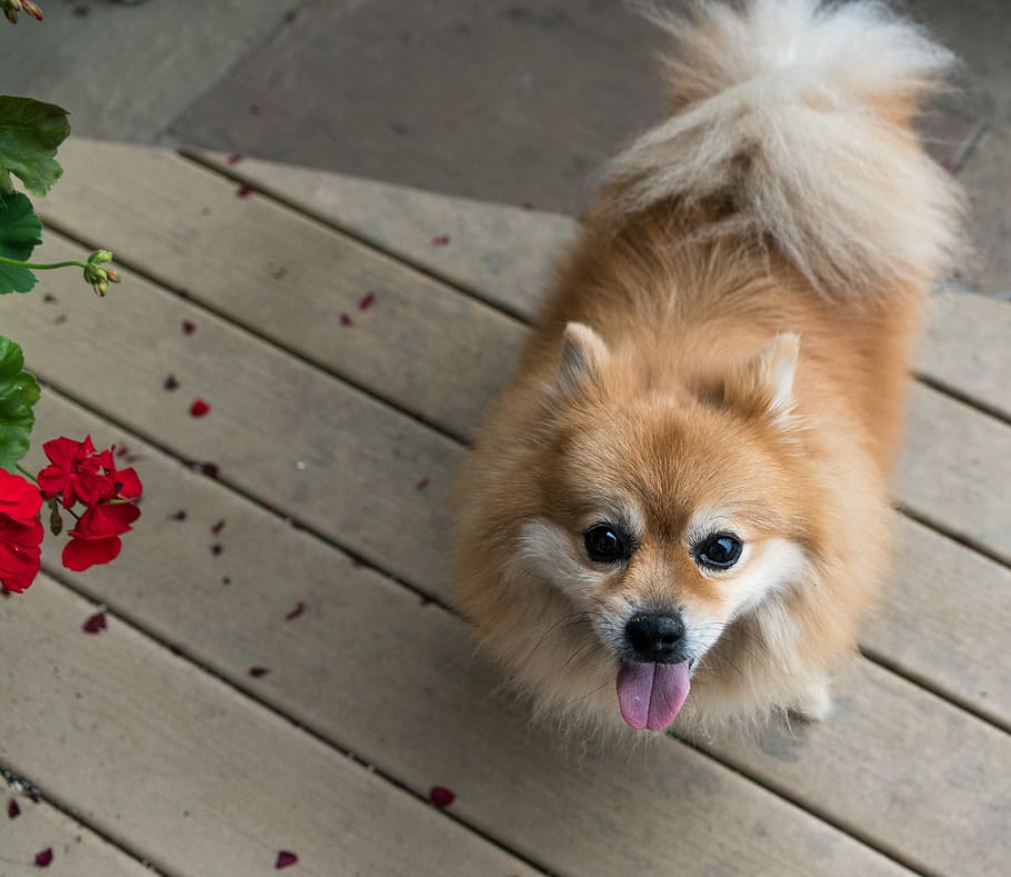 brown Pomeranian on parquet floor, dog, pet, canine, cute, puppy, HD wallpaper