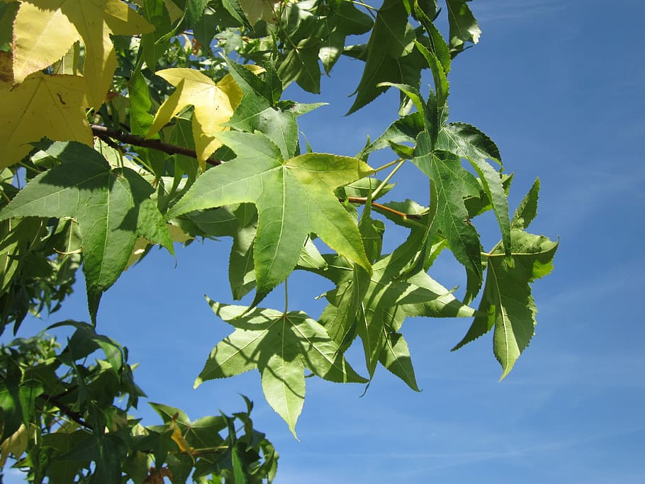 liquidambar, sweet gum, red gum, satin-walnut, tree, foliage, HD wallpaper