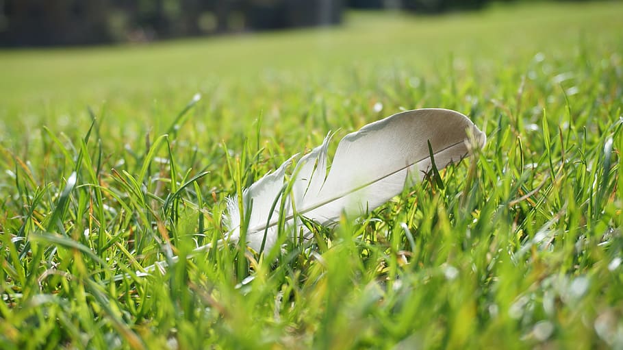 feather on grass, grassland, goose feather, plant, selective focus HD wallpaper