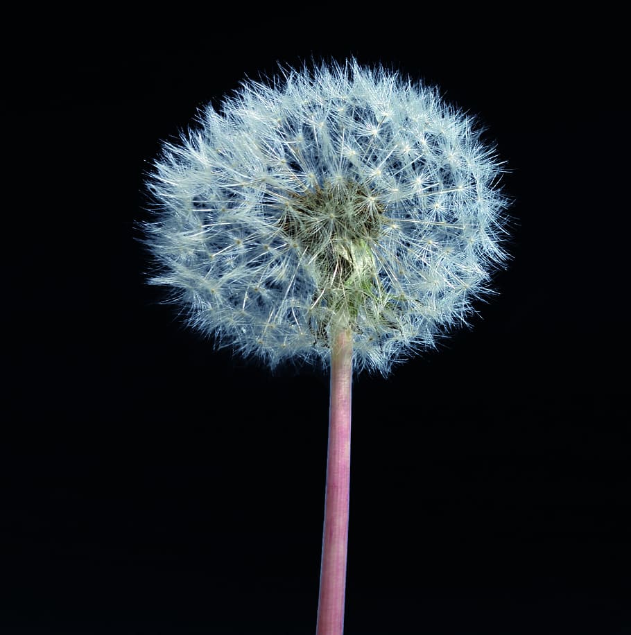 dandelion, plant, single, flower, nature, background, isolated HD wallpaper