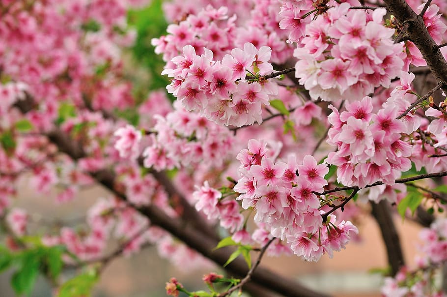 cherry blossoms, sakura, pink, flower, pink color, flowering plant HD wallpaper
