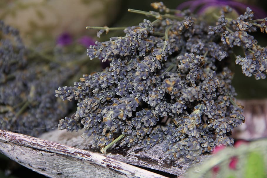 lavender, dried, decoration, flower, herbal medicine, plant HD wallpaper