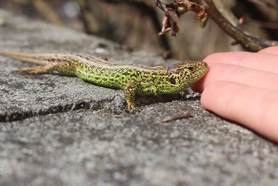 Lizard, Macro, Eye, Catcher, handzahm, eye catcher, reptile HD wallpaper