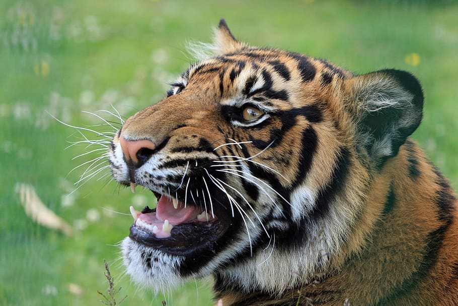 animal photograph of Bengal tiger, snarling, close-up, head HD wallpaper