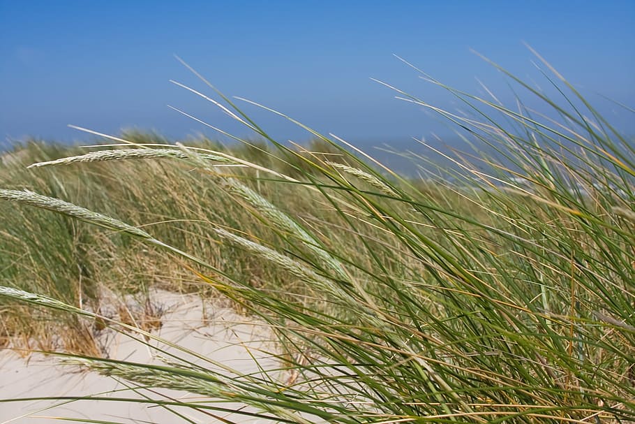 beach, dunes, coast, ocean, shore, water, belgium, bredene HD wallpaper