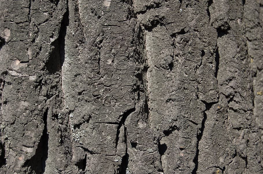 tree bark, texture, texture of tree bark, large texture, relief HD wallpaper