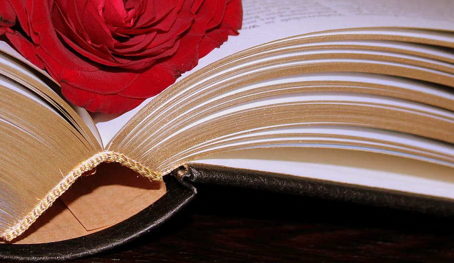red rose on book page, Bound, Gold, Edge, Pages, gold edge HD wallpaper