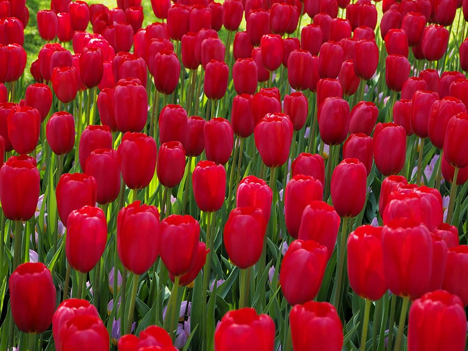 keukenhof, lisse, flowers, tulips, netherlands, red, backgrounds, HD wallpaper