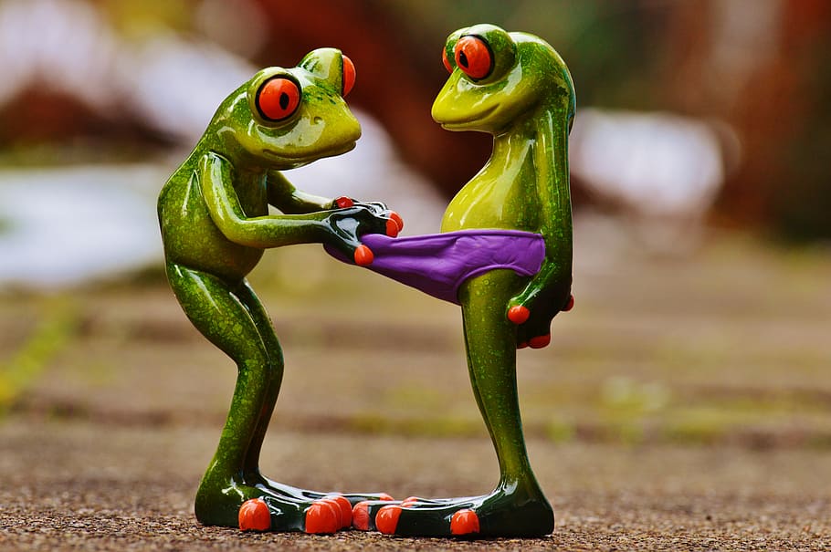 two red-eyed tree frogs, curious, funny, figures, cute, underpants, HD wallpaper