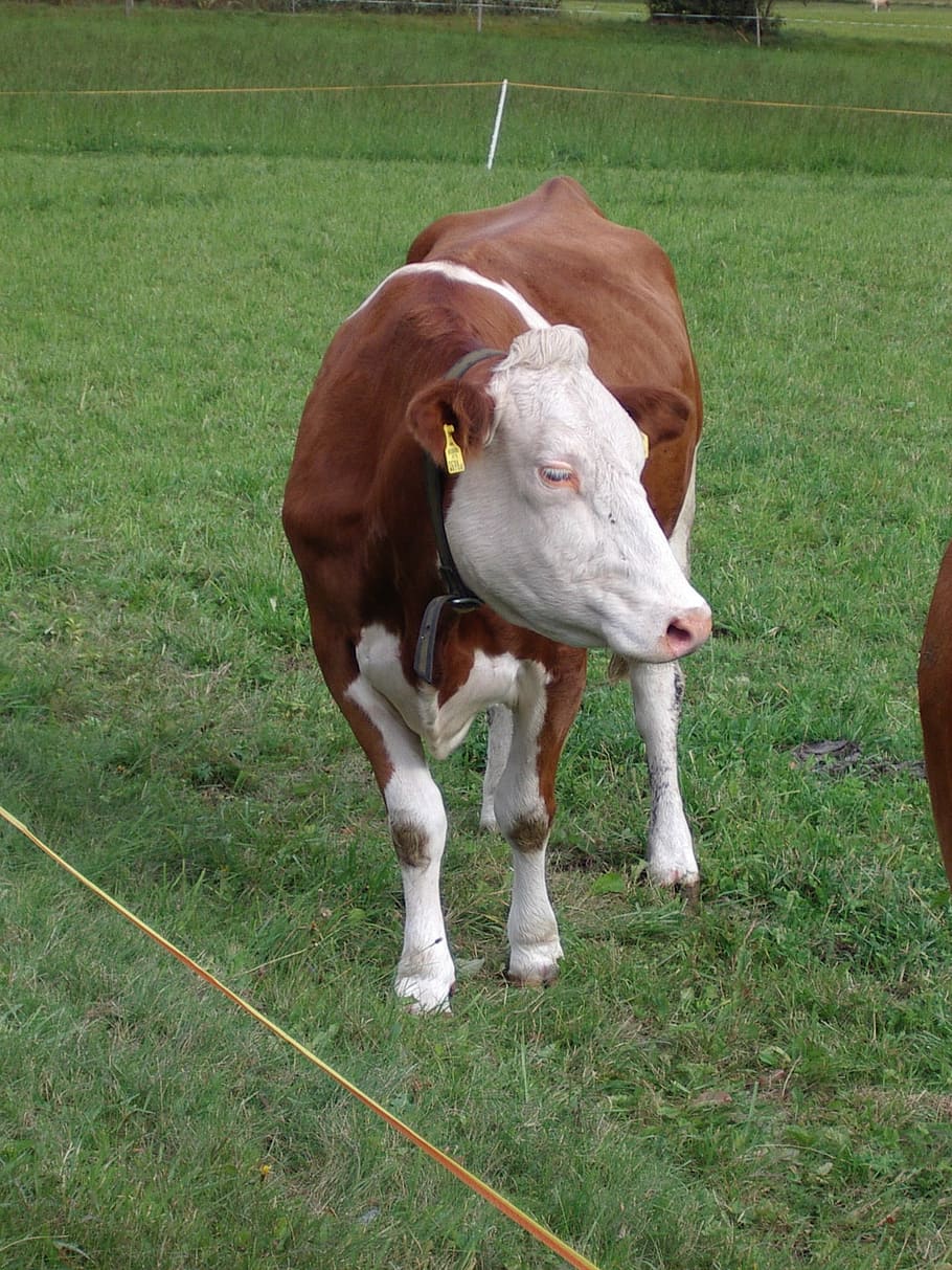 cow, austria, alps, mammal, domestic, animal themes, domestic animals HD wallpaper