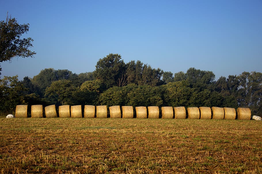 hay, fields, agriculture, plant, tree, sky, landscape, tranquil scene HD wallpaper