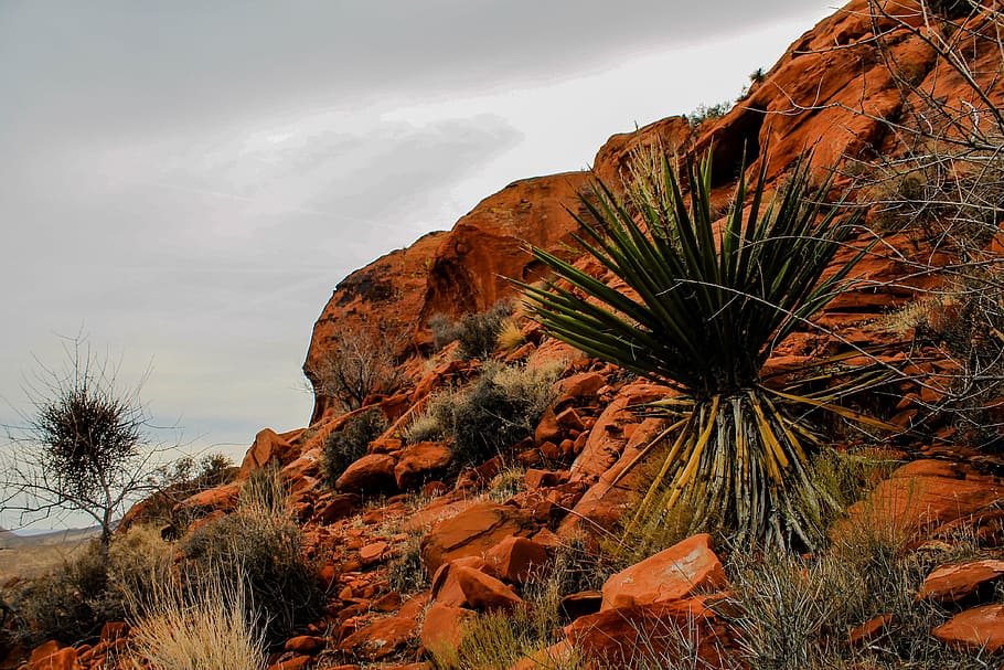 utah, red rocks, national, park, usa, desert, erosion, mountain HD wallpaper