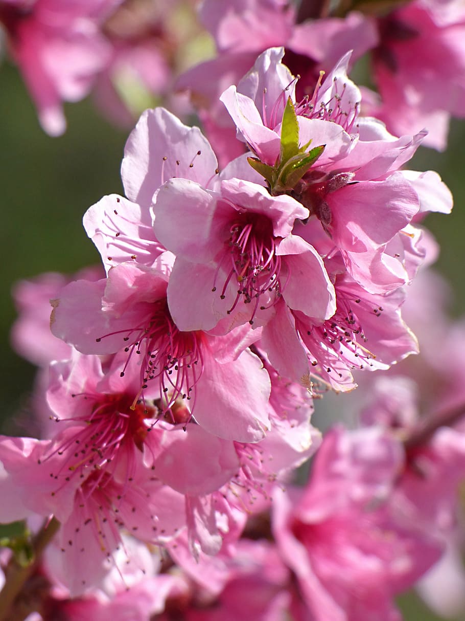 flowers, flowery branch, pink color, pistils, stamens, blossom, HD wallpaper