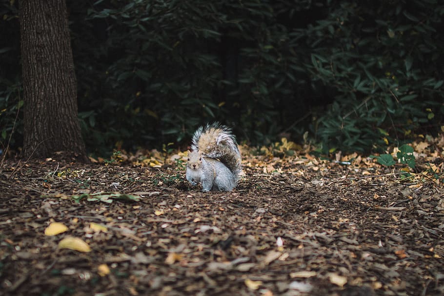 brown squirrel standing on soil, squirrel on outdoors, Central Park HD wallpaper