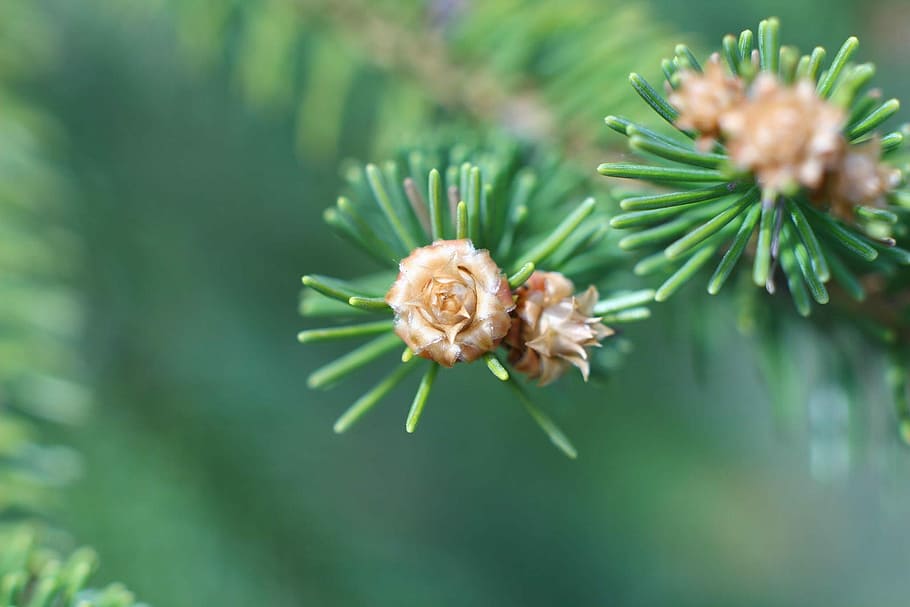 Macro, Needles, Forest, Spruce, Plant, branch, closeup, leaves HD wallpaper