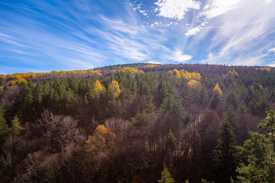Aerial Shot Of Trees During Fall Season Under Blue Sky, conifer HD wallpaper