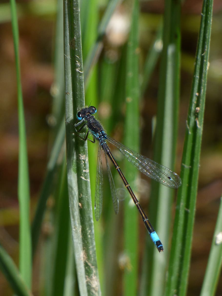 dragonfly, stem, wetland, river, ischnura graellsii, blue dragonfly HD wallpaper