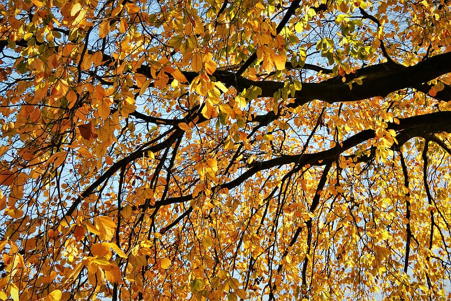 leaves, aesthetic, tree, crown, autumn, branches, gold, fall leaves, HD wallpaper