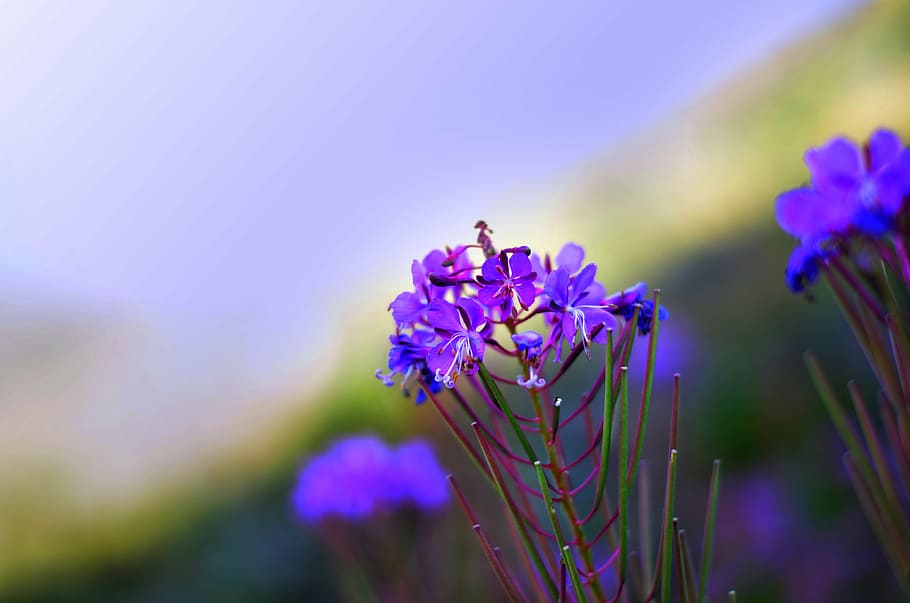 flower, nature, spring, spring flowers, green, purple, plant HD wallpaper