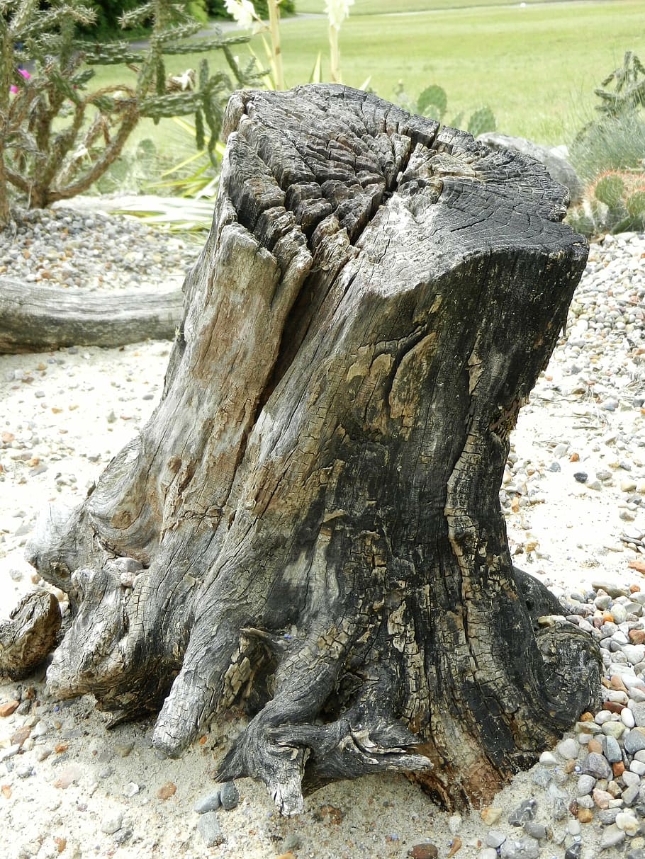tree, konar, texture, trunk, nature, the bark, green, wood HD wallpaper