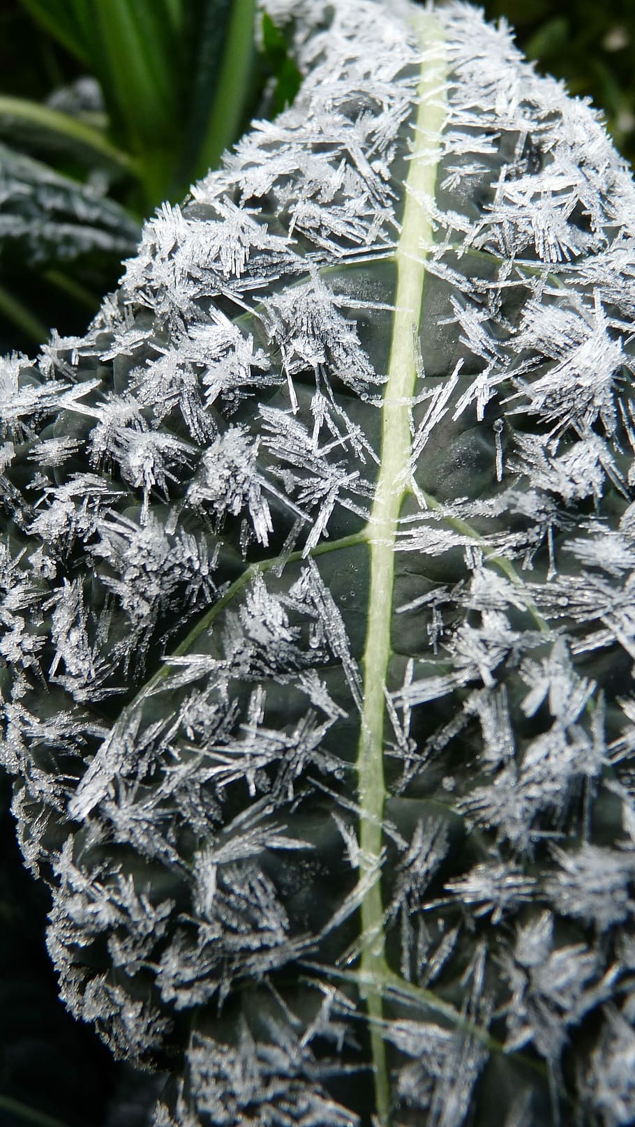 Ice, Kale, on, close-up, vegetable, day, no people, outdoors HD wallpaper