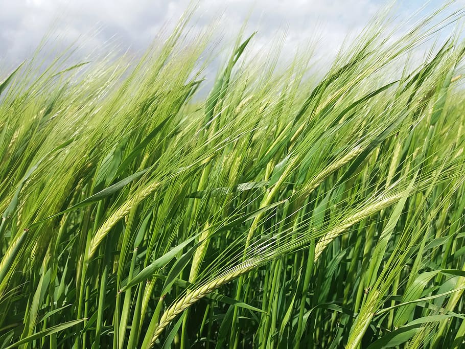 wheat, field, nature, green, agriculture, farm, summer, crop HD wallpaper