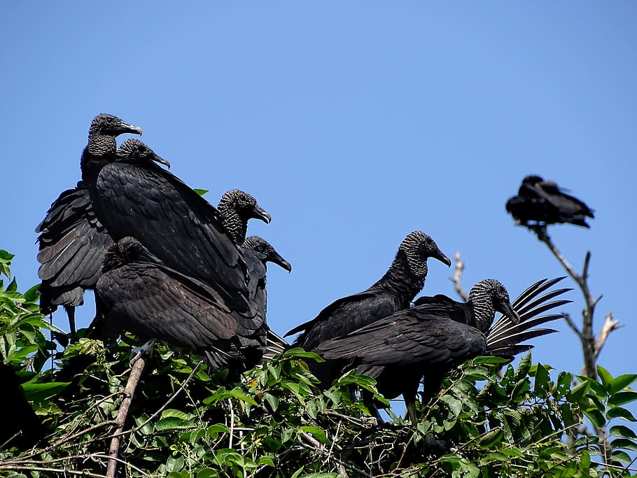 vulture, ave, zope, flock, zoo, wing, fly, fauna, feathers HD wallpaper