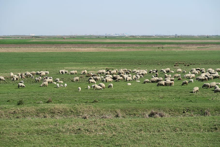 Sheep, Pasture, Landscape, flock of sheep, meadow, graze, nature, HD wallpaper