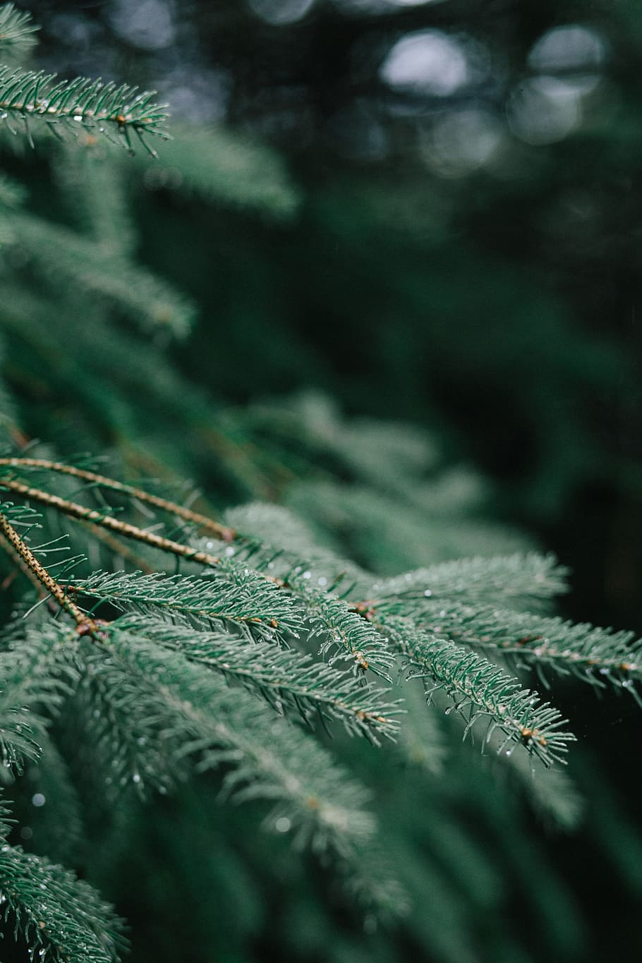 green, leaf, plant, nature, selective focus, tree, plant part HD wallpaper