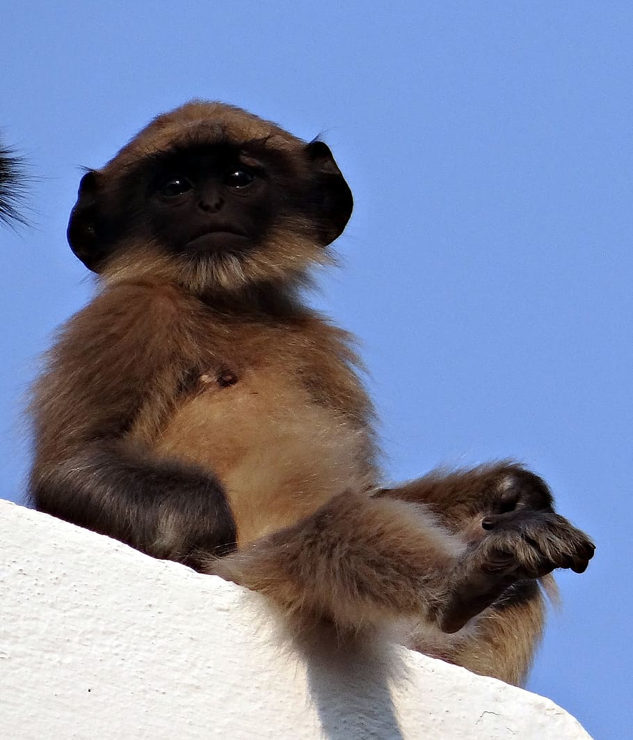 brown monkey sitting on wall, baby, langur, hanuman langur, semnopithecus entellus, HD wallpaper