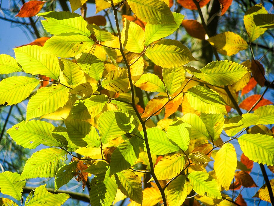 beech, tree, leaves, green, bright, light, nature, forest, foliage HD wallpaper