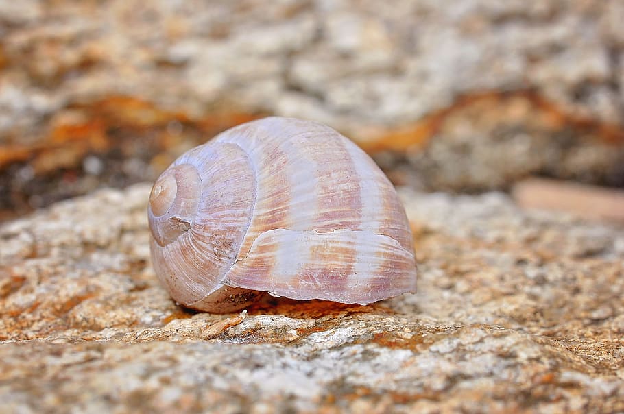 shell, leave, stone, close, animal wildlife, animal themes HD wallpaper