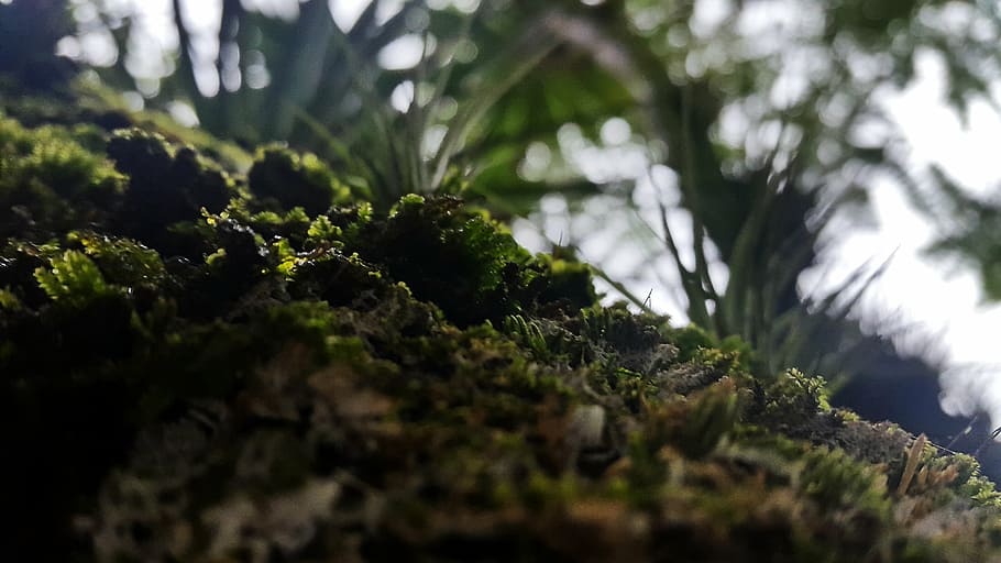 close-up, color, environment, grass, green, growth, leaves HD wallpaper