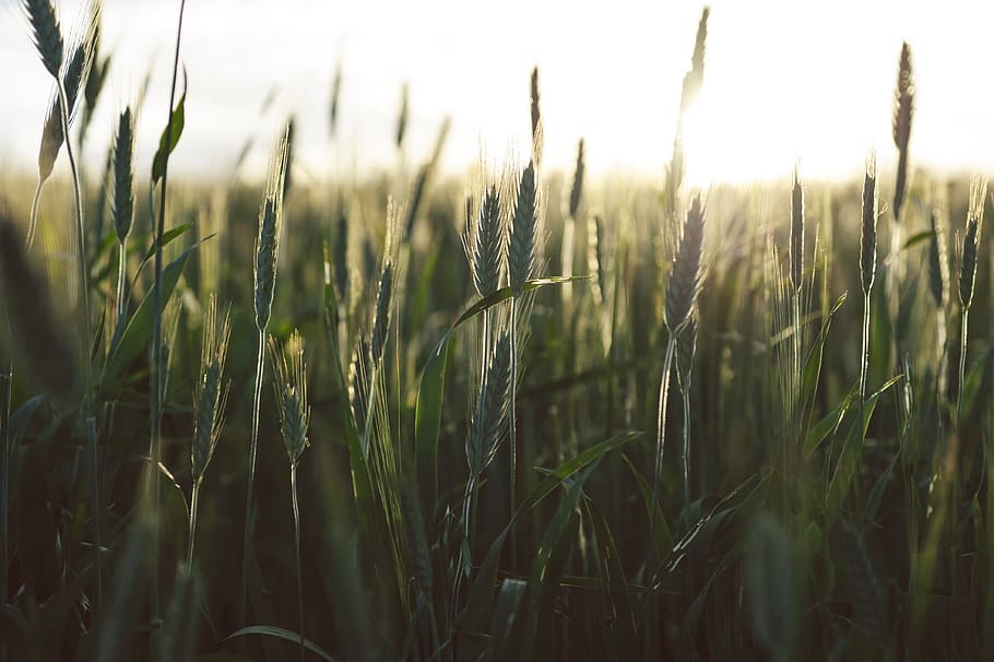 selective focus photography of green grass field during daytime, close up photo of green grass HD wallpaper